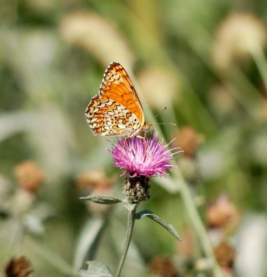 Melitaea phoebe